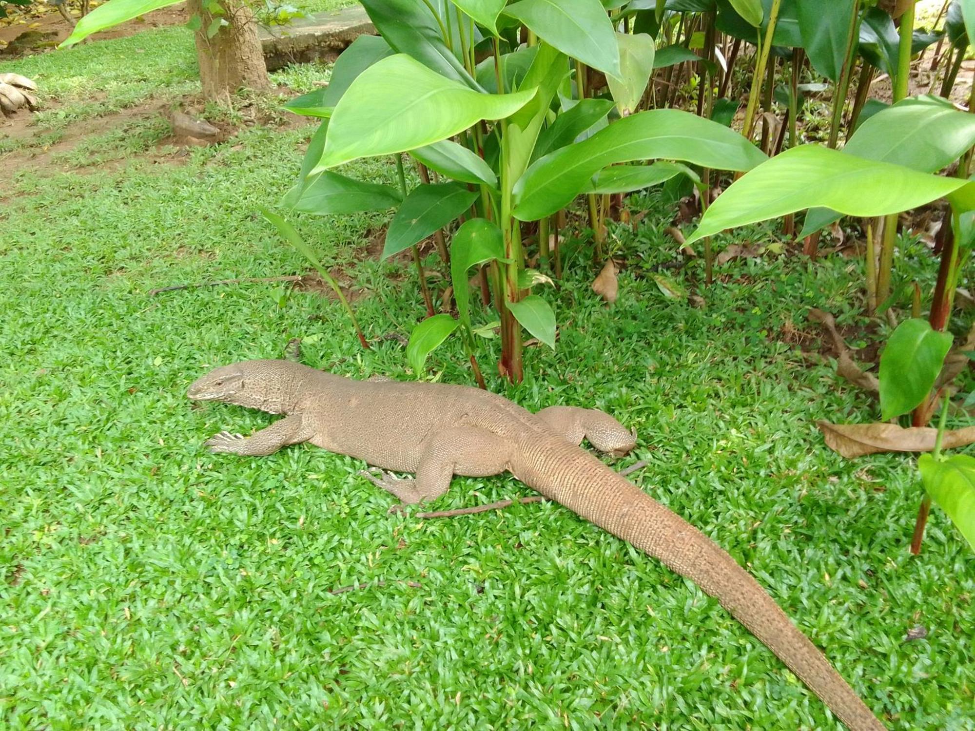 Peacock Family Stay Tangalle Exterior photo