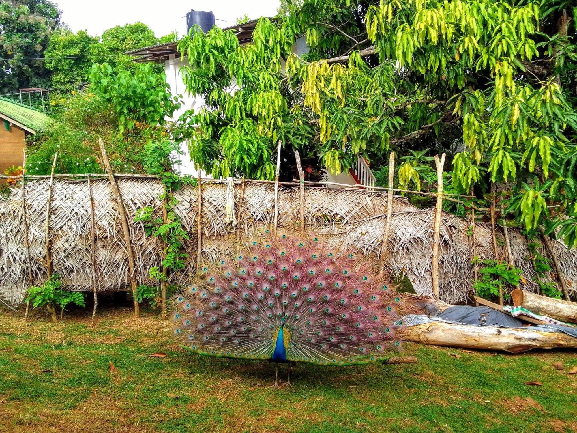 Peacock Family Stay Tangalle Exterior photo